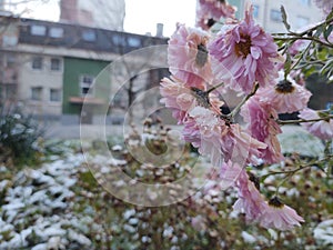 Frozen pink Flower covered by ice frosting during early spring in nature.