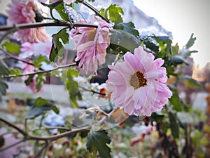 Frozen pink Flower covered by ice frosting during early spring in nature.