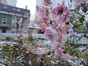 Frozen pink Flower covered by ice frosting during early spring in nature.