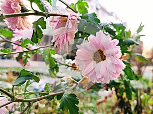 Frozen pink Flower covered by ice frosting during early spring in nature.