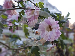 Frozen pink Flower covered by ice frosting during early spring in nature.