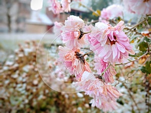 Frozen pink Flower covered by ice frosting during early spring in nature.