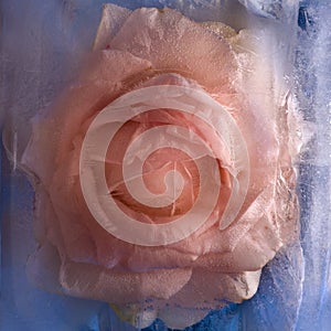 Frozen pink rose flower