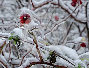 Frozen planet winter background