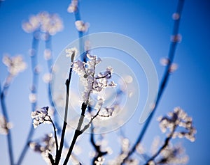 Frozen plant