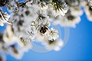 Frozen plant