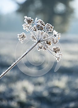 Frozen plant