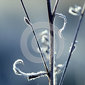 Frozen plant