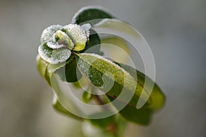 Frozen plant