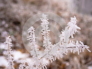 Frozen plant