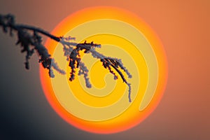 Frozen plant with big orange sun on background