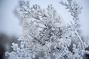 A frozen plant covered with frost