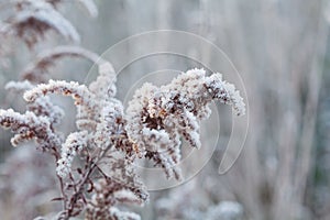 Frozen plant covered with frost and snow of winter morning. Natural background.