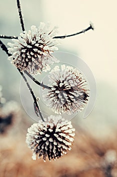 Frozen plant covered with hoarfrost