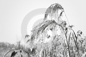 Frozen plant covered with hoarfrost or rime