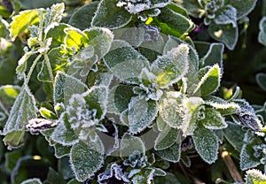 Frozen plant covered with hoarfrost or rime