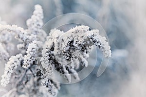 Frozen plant covered with hoarfrost of winter morning, macro nature background