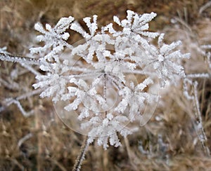 Frozen plant covered in snow and ice in heart shape