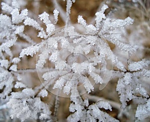 Frozen plant covered in snow and ice in heart shape