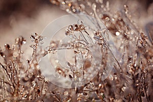 Frozen plant. Frozen winter landscape - nature