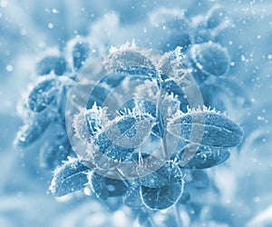 Frozen plant leaves with frost crystals. Detail of frozen leaves.