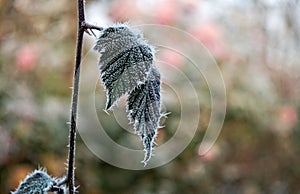 Frozen plant leaves in winter