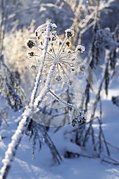 Frozen plant in morning close up in winter. Vertical format