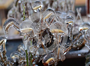 Frozen plant with seeds covered with ice drops