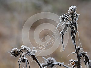 Frosted plant and spider silk, nature details in winter season