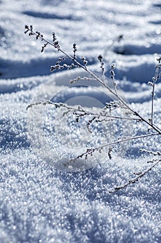 Frozen plant on white sparkling snow surface background. Natural fresh shiny fluffy snowflakes texture. Ice crystals in