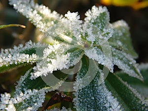 Frozen plant winter dawn sunrise