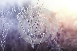 Frozen plant in winter.