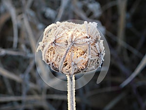 Frozen plant winter morning dew