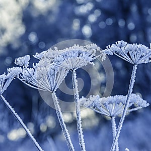 Frozen plants