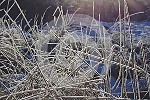 The frozen plants along the hiking trail