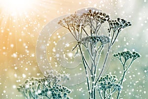 Frozen plants in early morning close up in winter