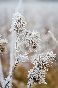 Frozen plants in the fall. The first frost on dry meadow plants