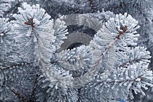 Frozen plants - fir branches