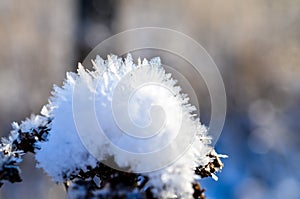 Frozen plants grown with ice crystals