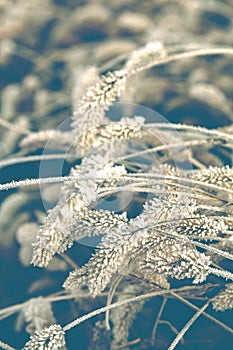 Frozen plants in hoarfrost in the garden