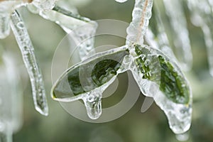 Frozen plants in the snow storm