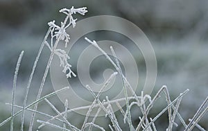 Frozen plants. photo