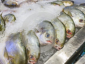 Frozen pompano fish for sale at seafood stall in supermarket