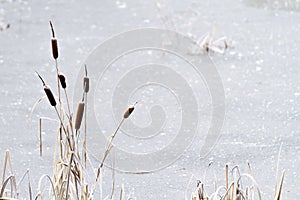 Frozen pond with cattails