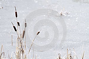 Frozen pond with cattails photo