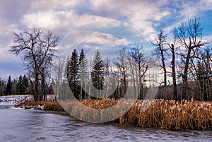 Frozen pond with cattails in Winter