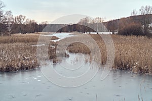 Frozen pond with dried brown canes. January`s winter landsape