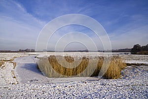 Frozen pond with reed