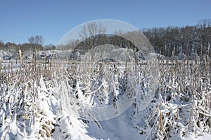 Frozen pond with snow covered cattails