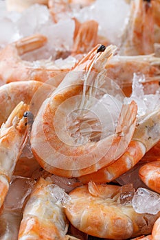 Frozen prawns on ice. macro.